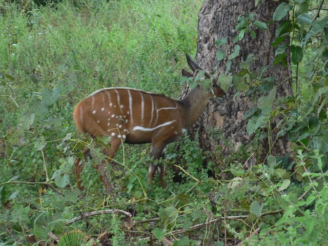 In die Wildnis